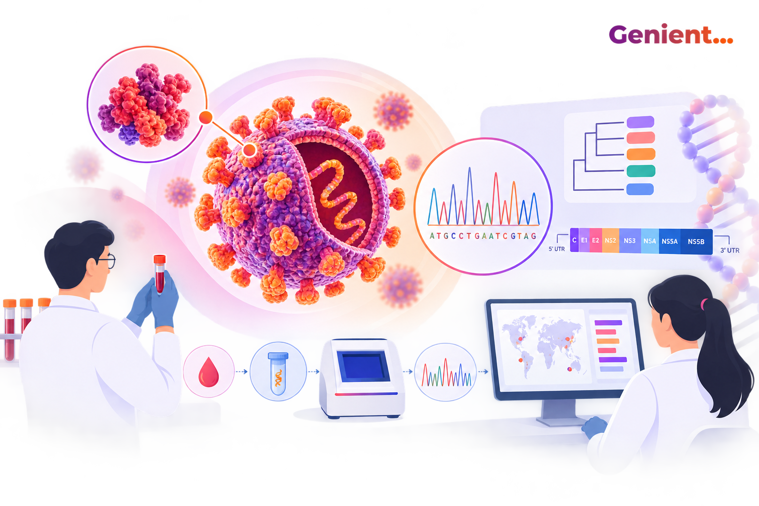 DeepChek Assay NS5B / 5'UTR Genotyping